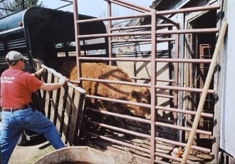 Live Cow Delivery